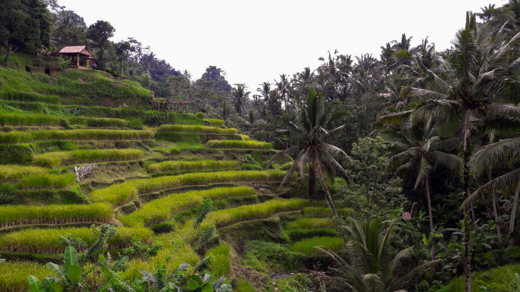 Индонезия, Бали, рисовые поля